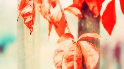 Een oudere man die met waterverf een tekening maakt aan een tafel.